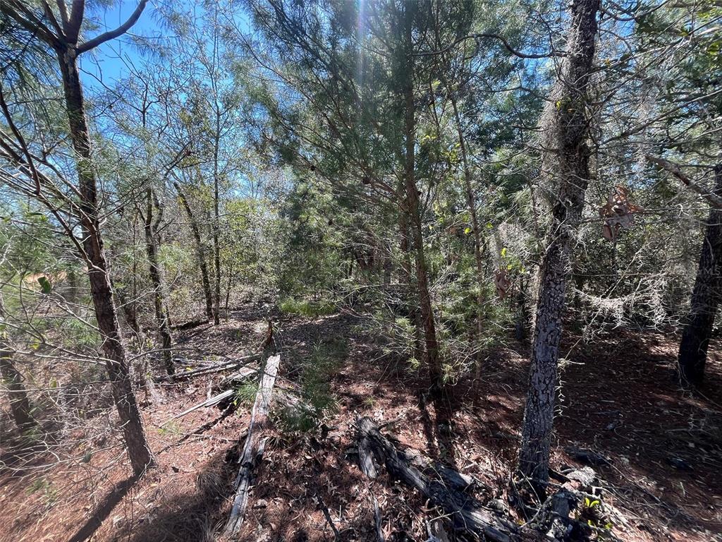 Shappell Avenue Interlachen, FL 32148 - Photo 2 of 16 a view of a forest with trees