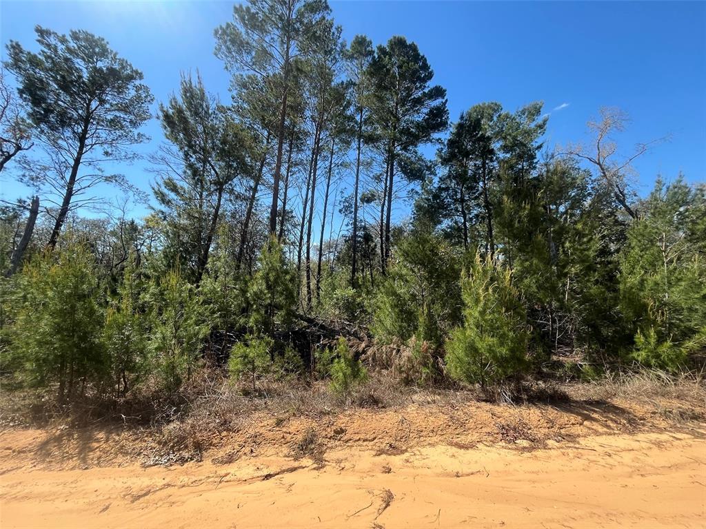 Shappell Avenue Interlachen, FL 32148 - Photo 4 of 16 a view of a yard with plants and trees