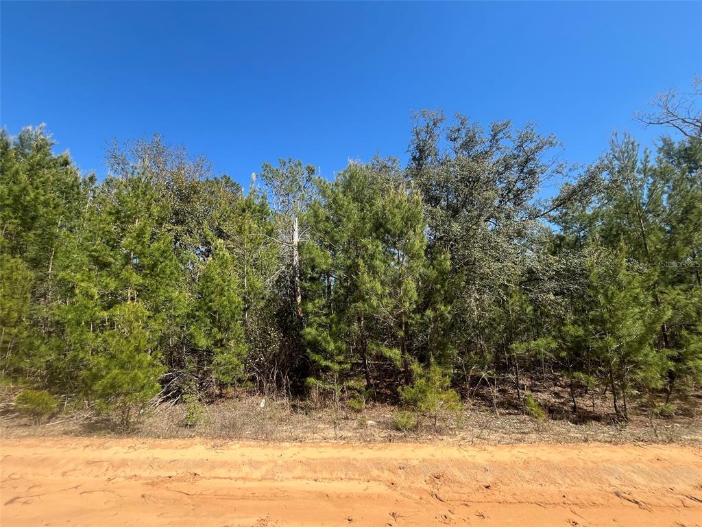 Shappell Avenue Interlachen, FL 32148 - Photo 5 of 16 a view of a yard with an trees