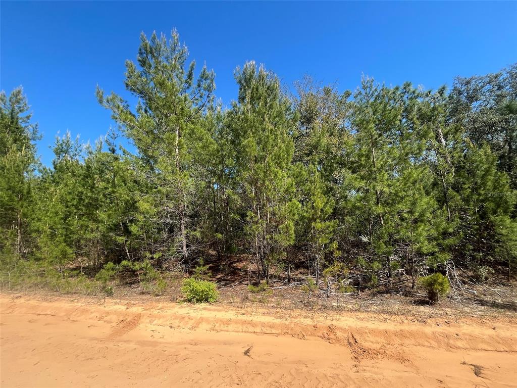 Shappell Avenue Interlachen, FL 32148 - Photo 6 of 16 a view of a yard covered with snow in the yard