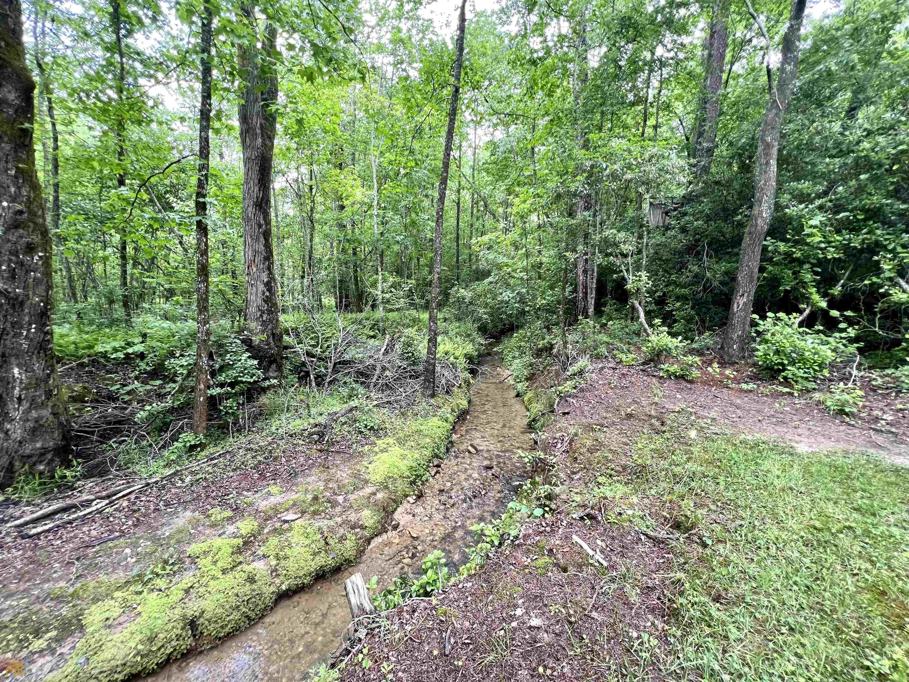 186 Holly Lane Cleveland, GA 30528 - Photo 43 of 58 a big yard with lots of green space and deers