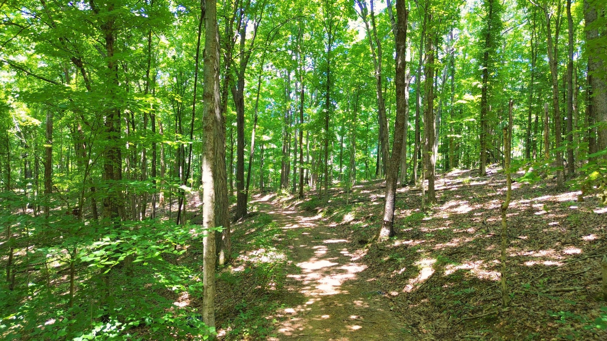 8218 Old Pond Creek Road Nashville, TN 37143 - Photo 15 of 23 a backyard of a house with lots of green space