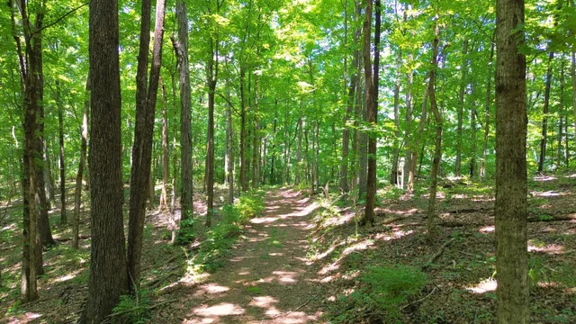 a view of a forest that has large trees