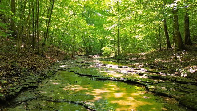 a view of a forest with trees