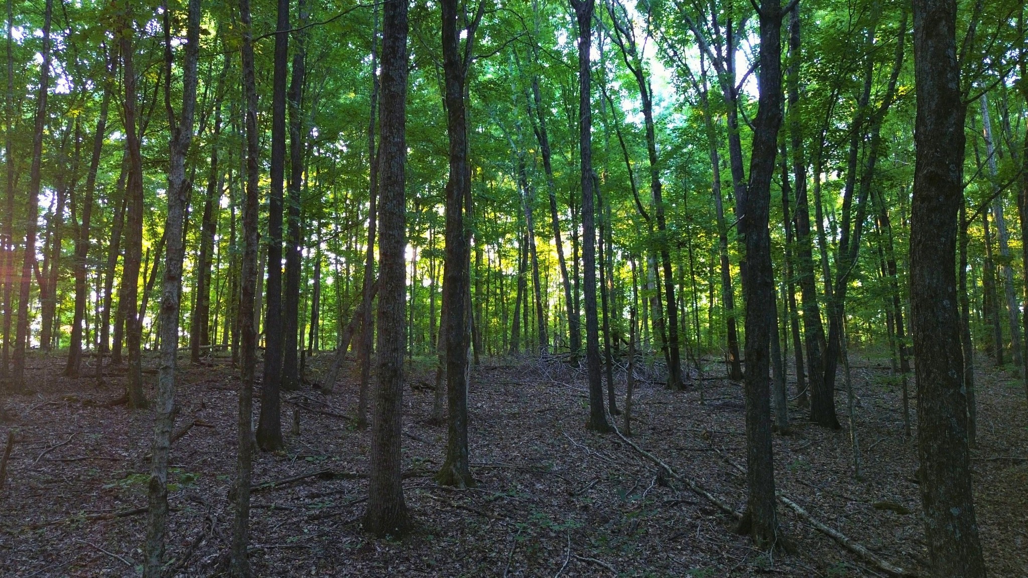 8218 Old Pond Creek Road Nashville, TN 37143 - Photo 20 of 23 a view of a forest that has large trees