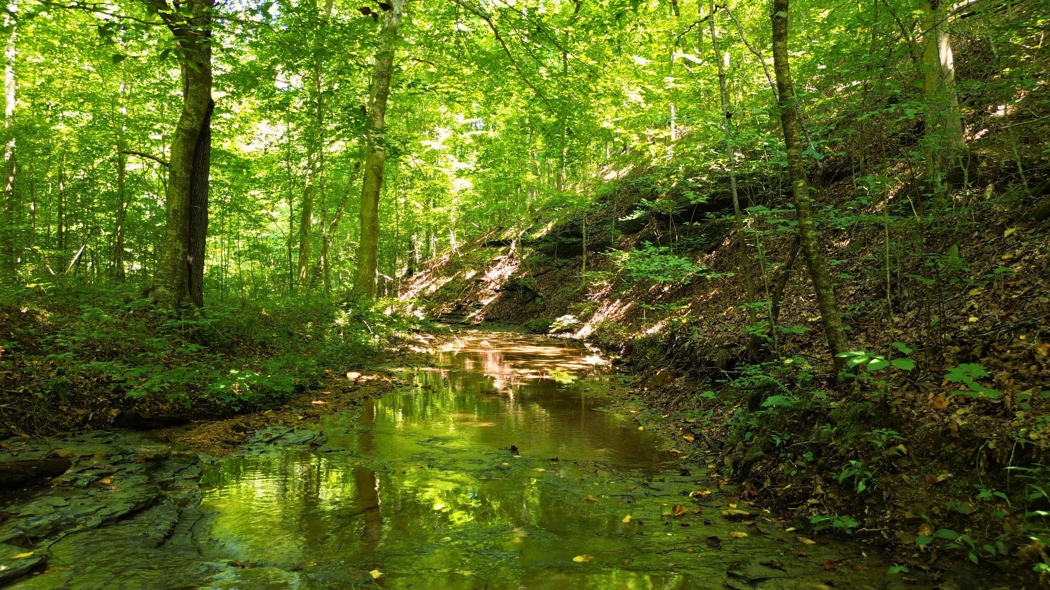 8218 Old Pond Creek Road Nashville, TN 37143 - Photo 2 of 23 a view of yard