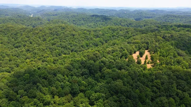 a view of a lush green forest with trees and some houses
