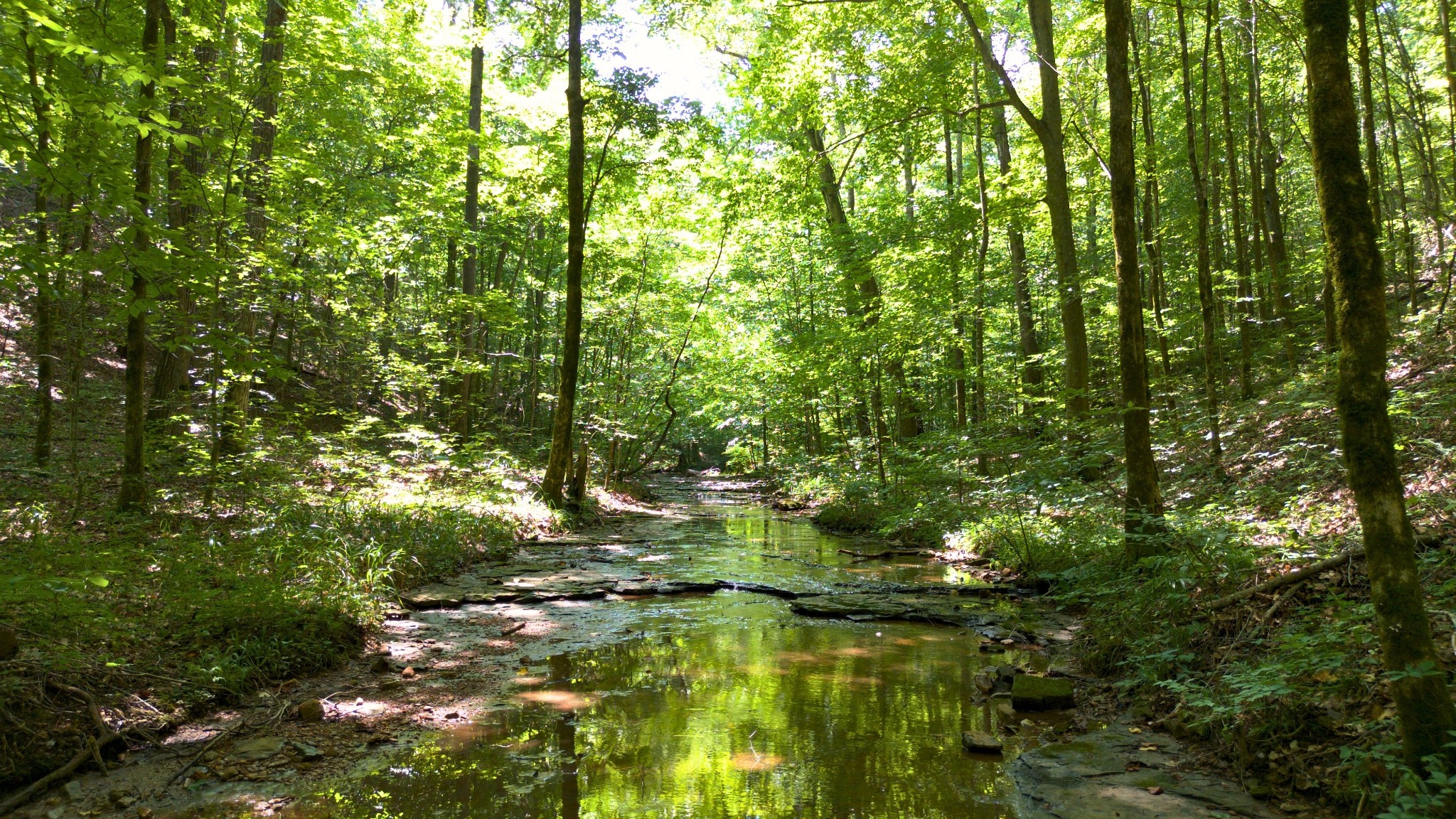 8218 Old Pond Creek Road Nashville, TN 37143 - Photo 6 of 23 a view of a yard