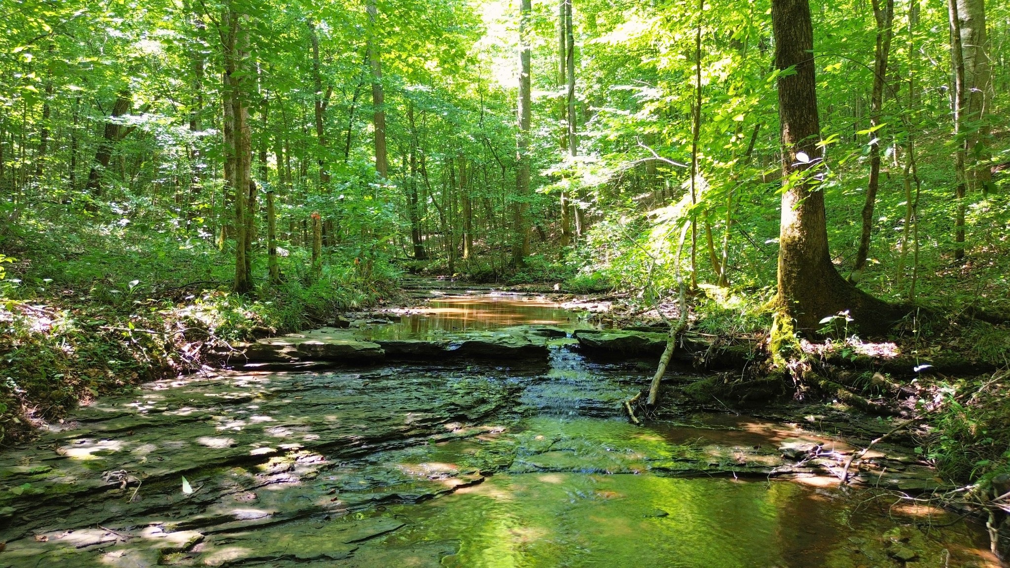 8218 Old Pond Creek Road Nashville, TN 37143 - Photo 10 of 23 a backyard of a house with lots of green space