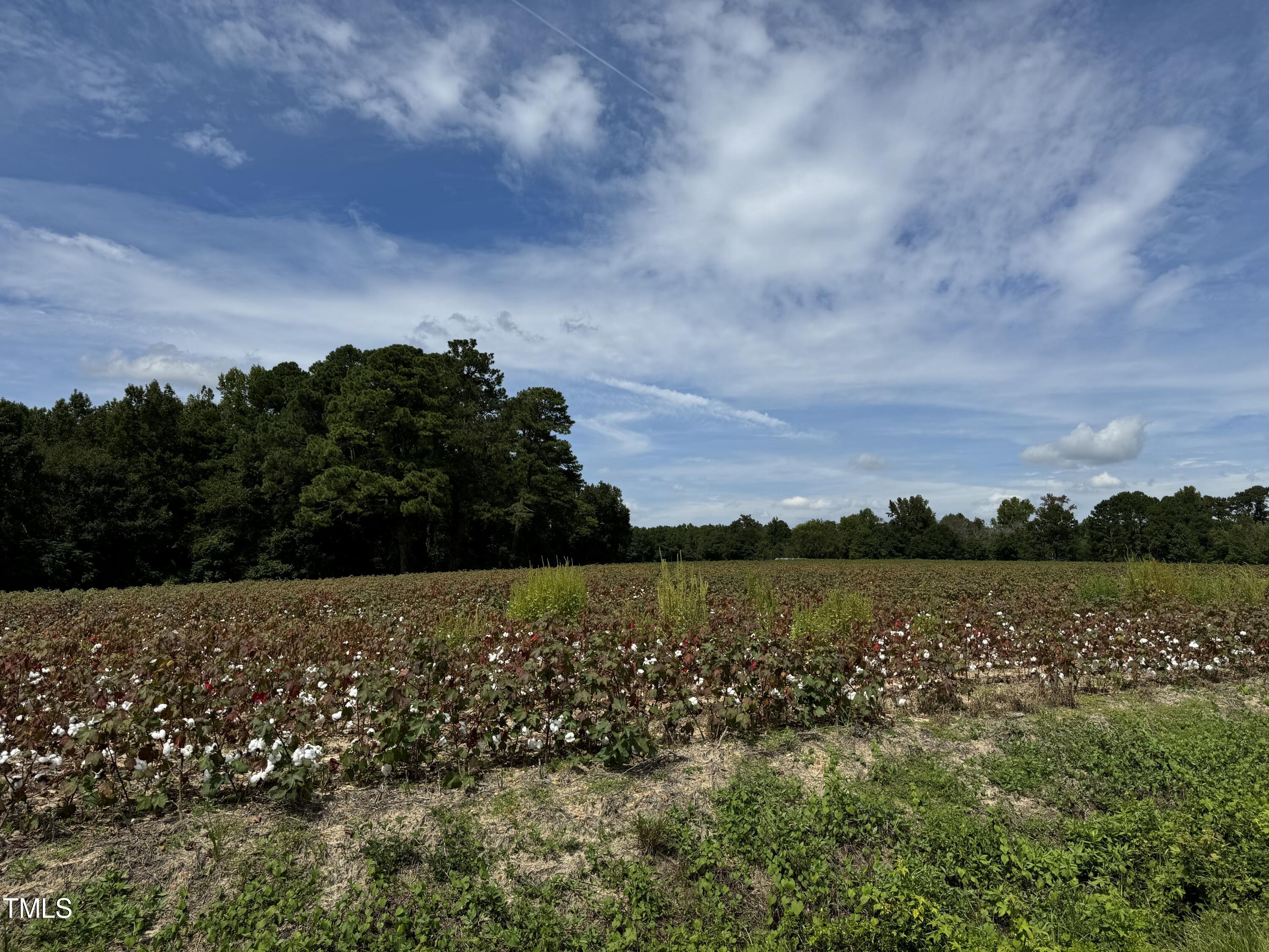 5 Acres Mitchell Road Angier, NC 27501 - Photo 4 of 5 IMG_3686
