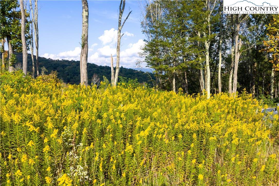 146 Banner Road Southwest Banner Elk, NC 28604 - Photo 6 of 22 a view of a bunch of flowers and tree