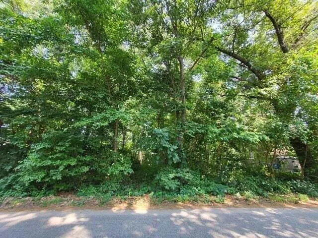 a view of a yard with plants and large trees