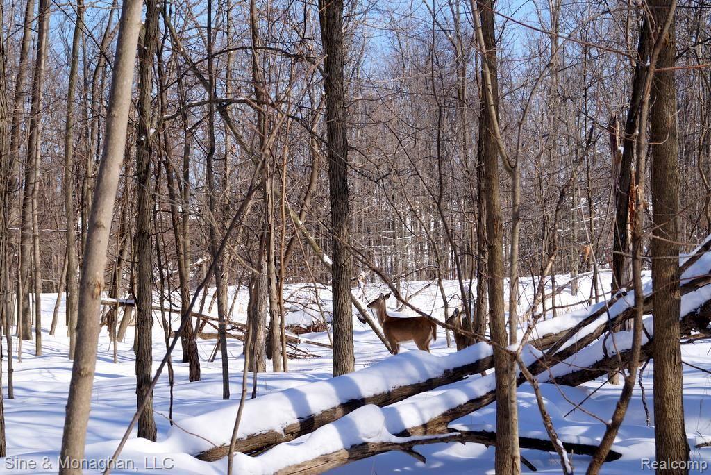 1334 Hathaway Rising Rochester, MI 48306 - Photo 34 of 36 Wooded winter paradise