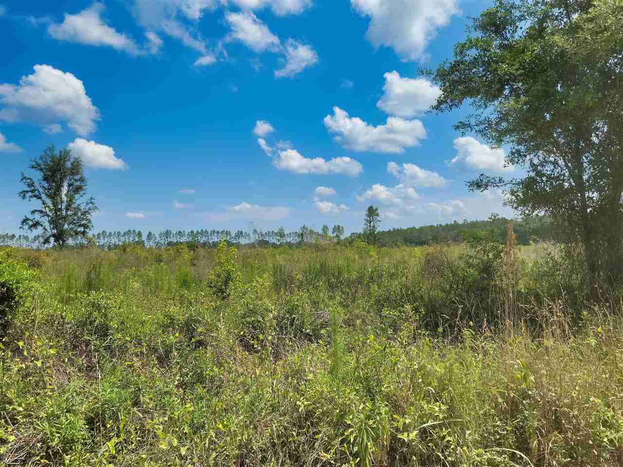 9475 161st Road Live Oak, FL 32060 - Photo 8 of 16 Gallery Image 8