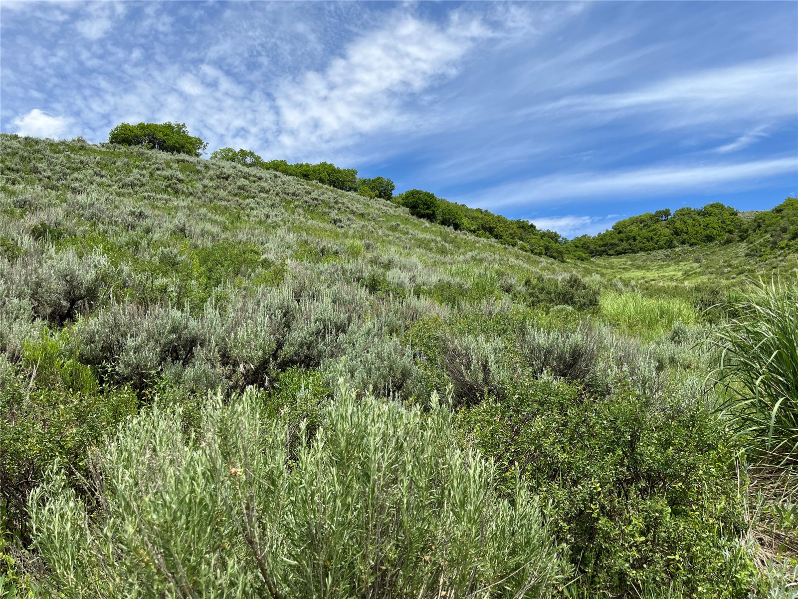 46 Routt County Road Steamboat Springs, CO 80487 - Photo 12 of 23 a view of a lush green space