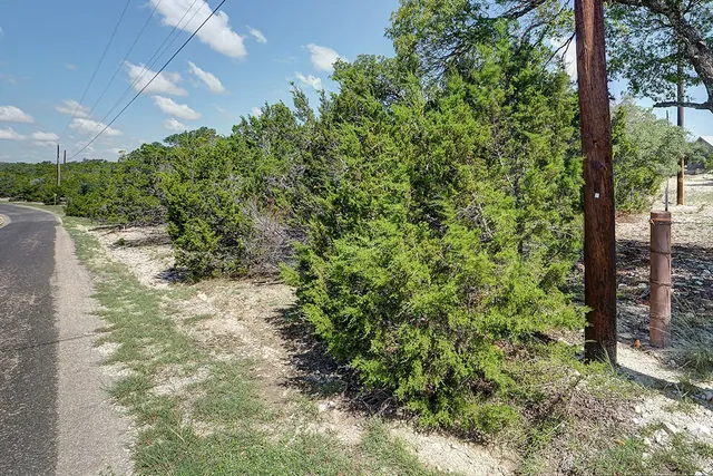 a view of a yard with plants and large trees