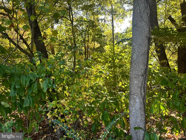 a close up of a tree