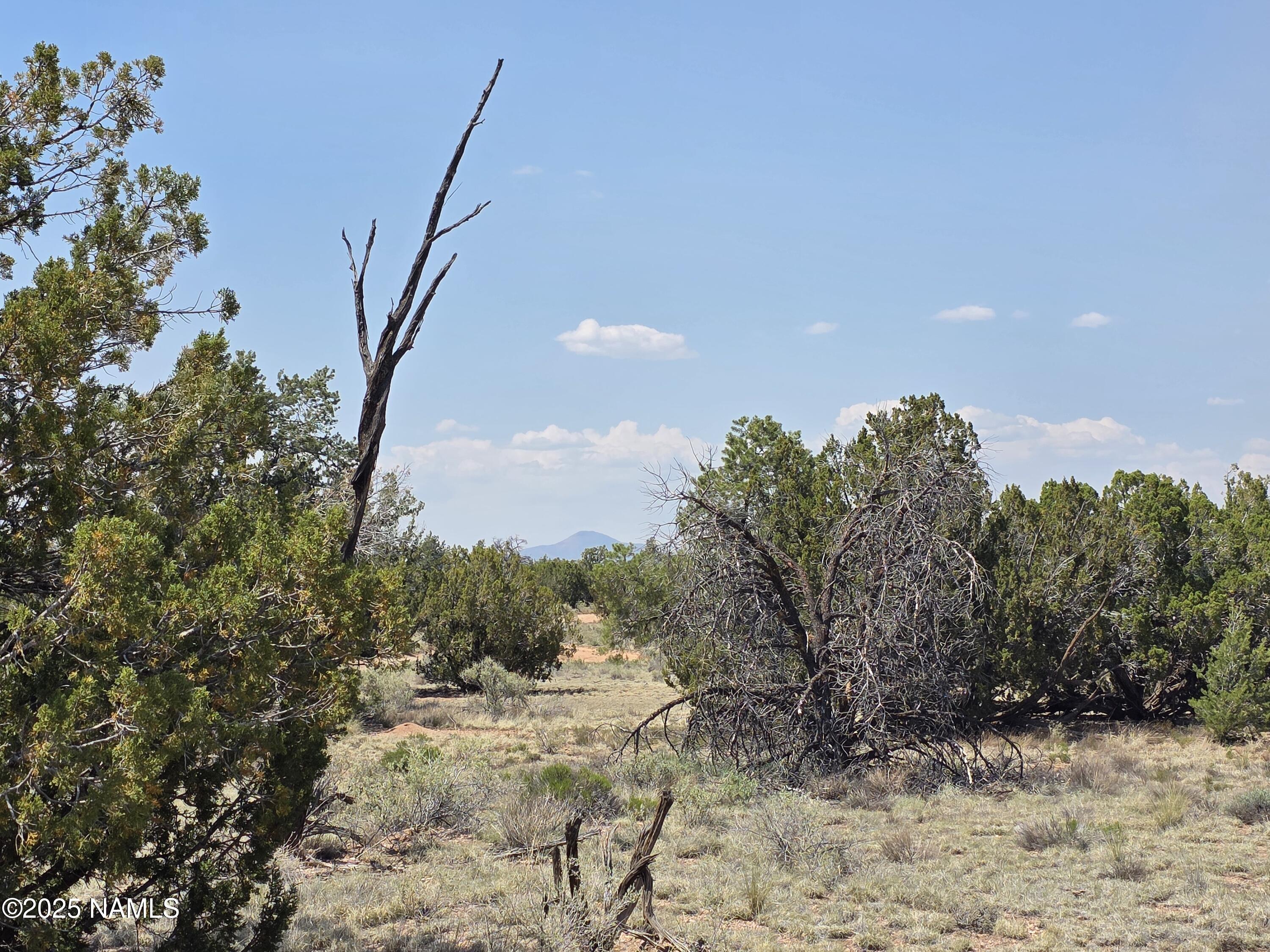 913 South Kaibab Road Williams, AZ 86046 - Photo 6 of 27 a view of a dry yard with trees in the background