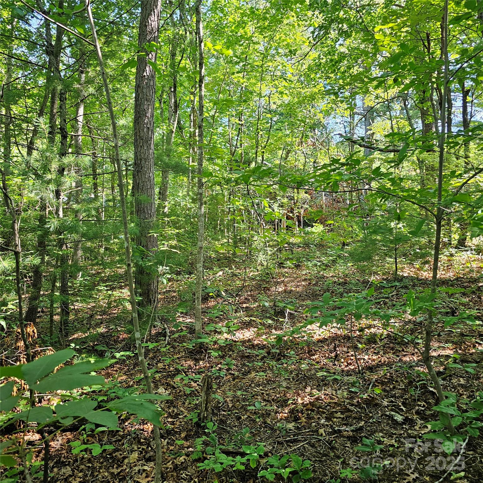 99999 Campground Road Asheville, NC 28805 - Photo 3 of 3
