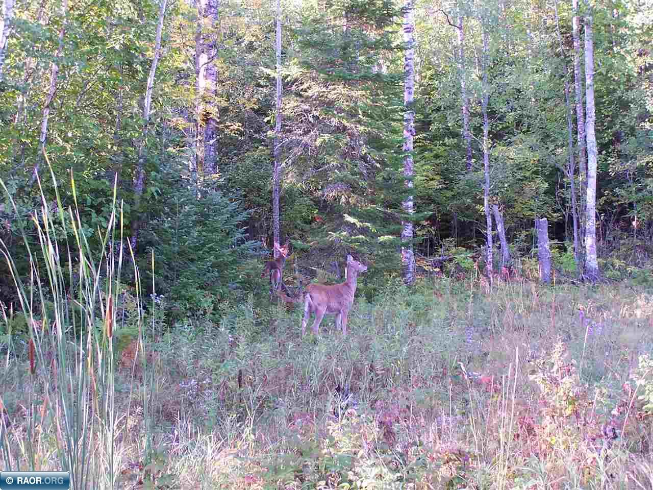 Tbd Burma Road Kabetogama, MN 56669 - Photo 8 of 15 Gallery Image 8