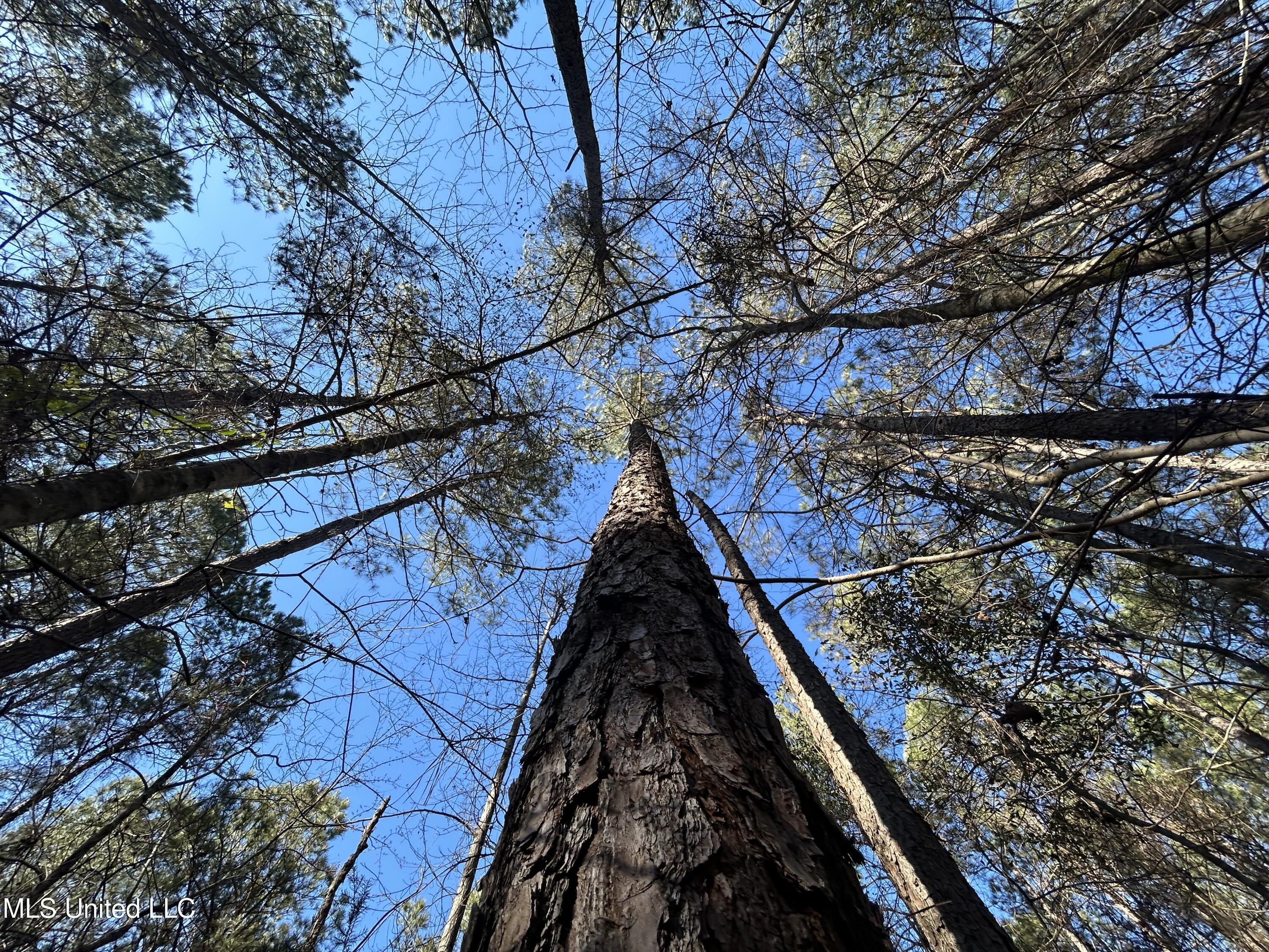 759 Shuqualak Road Preston, MS 39354 - Photo 55 of 57 IMG_1375