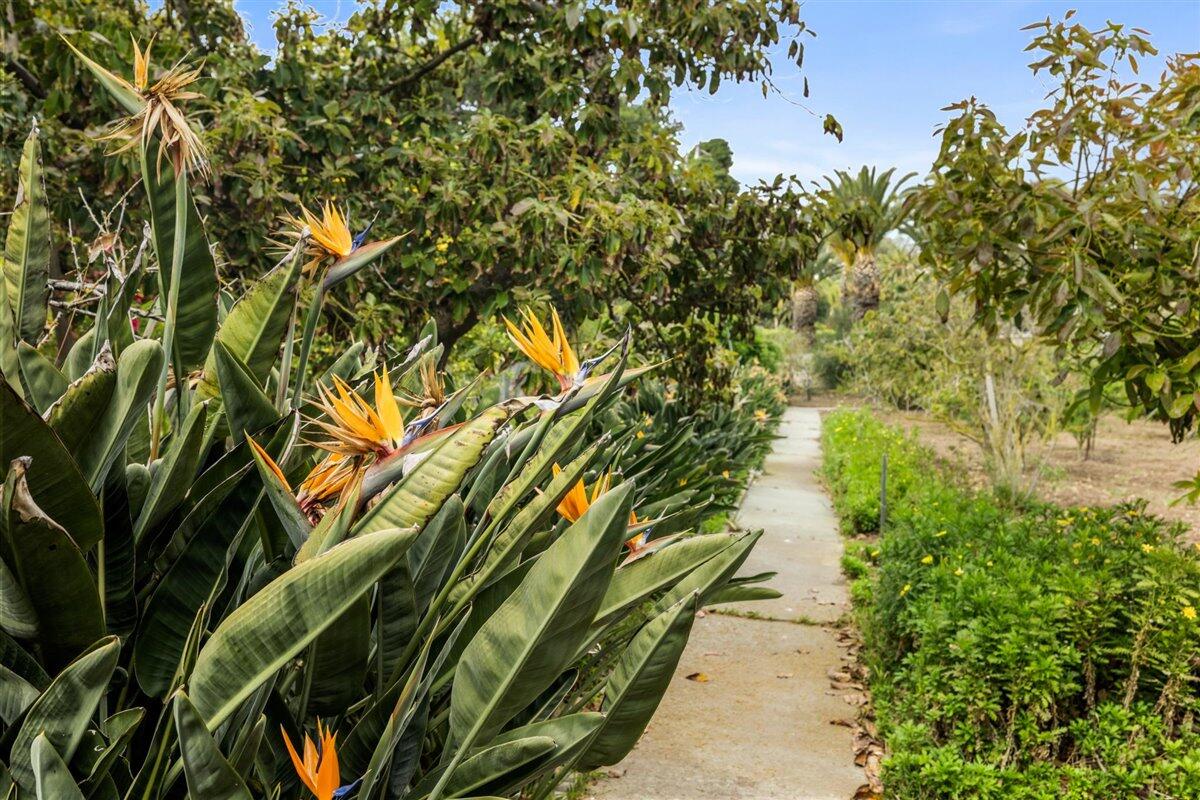 4121 Creciente Drive Santa Barbara, CA 93110 - Photo 35 of 38 33. Large Fruit Orchard