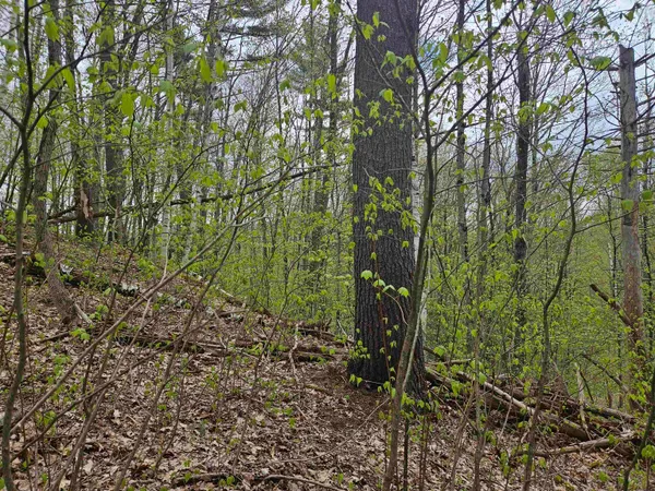 $25,000 | Lot 123 Paulsen Circle, Woodsville, NH 03785