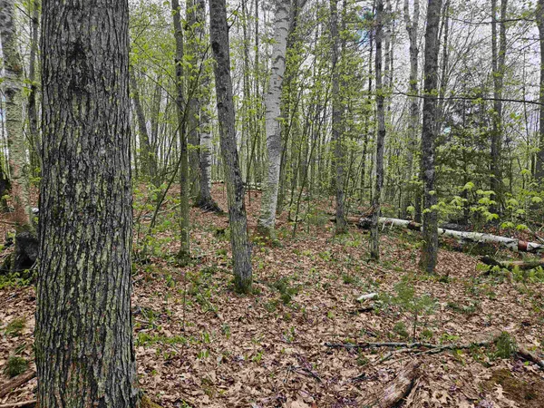 $25,000 | Lot 123 Paulsen Circle, Woodsville, NH 03785