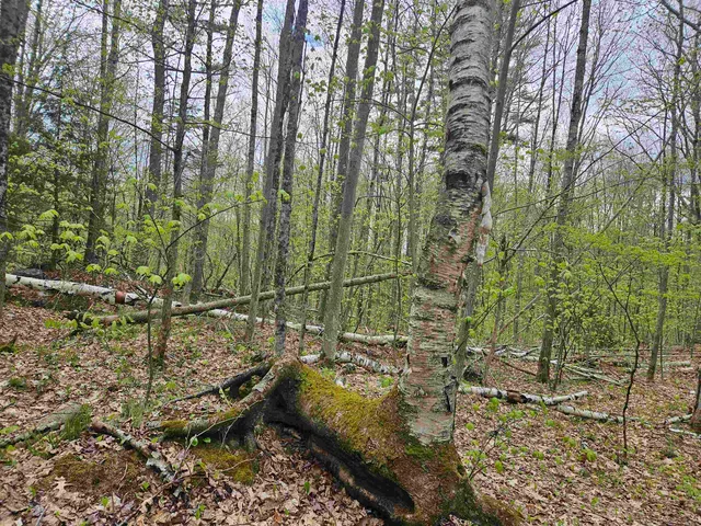 $25,000 | Lot 123 Paulsen Circle, Woodsville, NH 03785