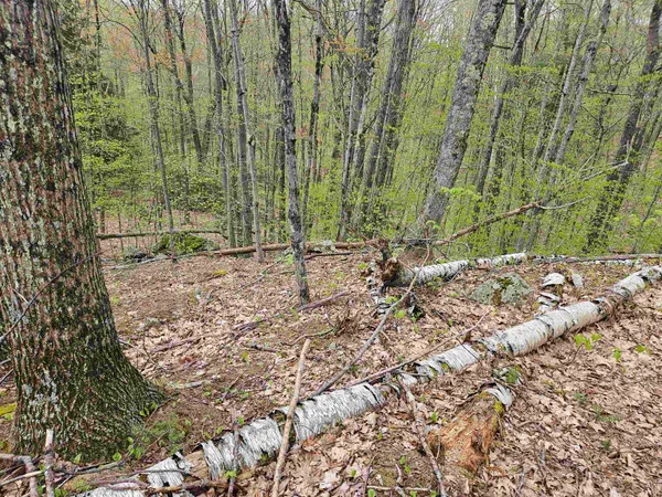 $25,000 | Lot 123 Paulsen Circle, Woodsville, NH 03785
