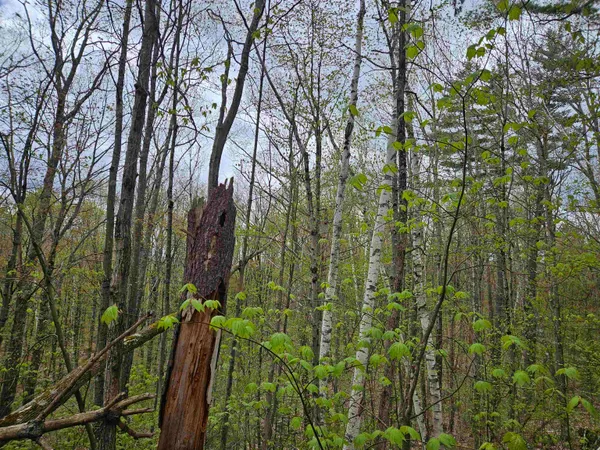 $25,000 | Lot 123 Paulsen Circle, Woodsville, NH 03785