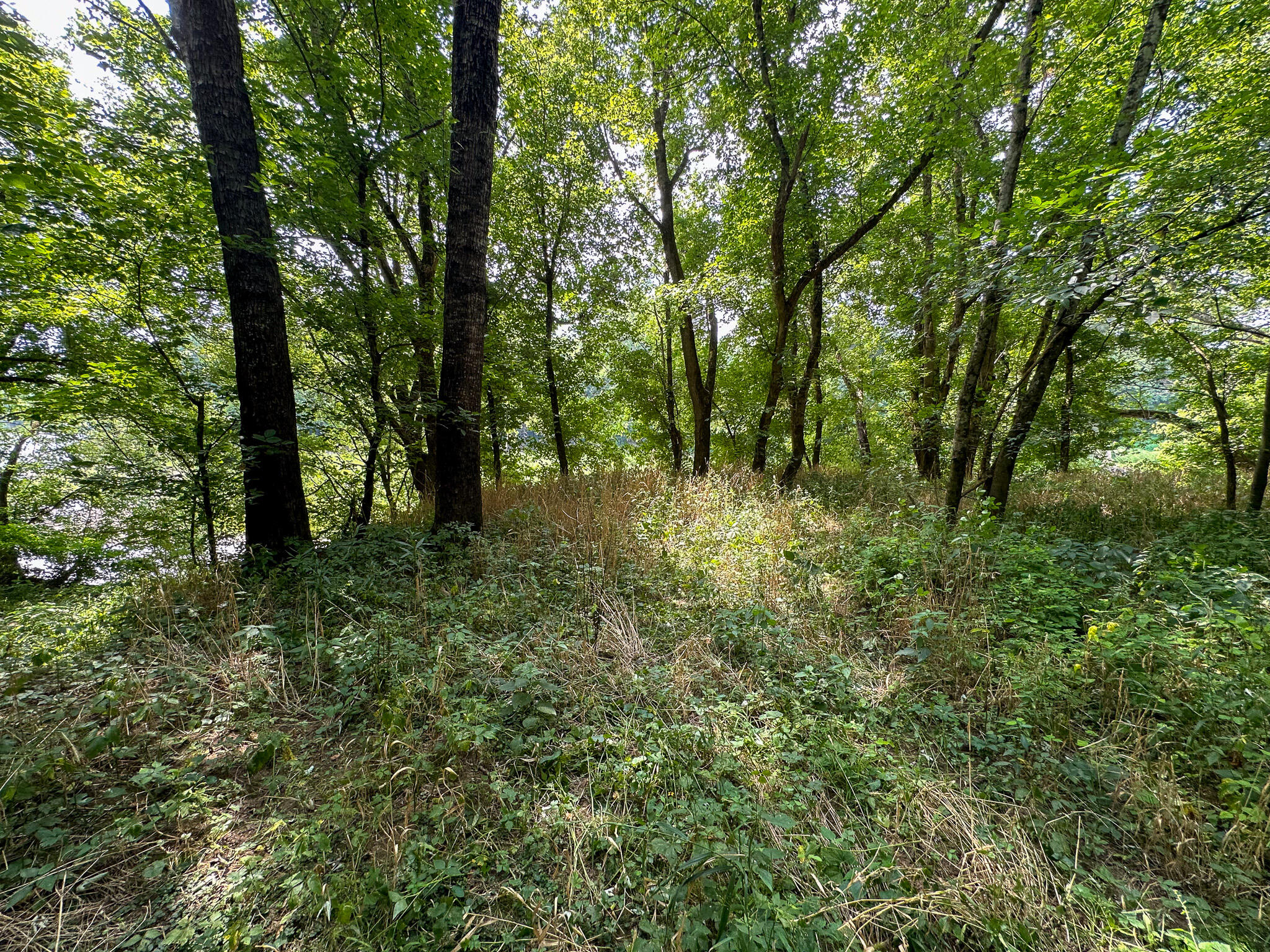 0 Abners Mill Road Ewing, KY 41039 - Photo 110 of 122 IMG_4370