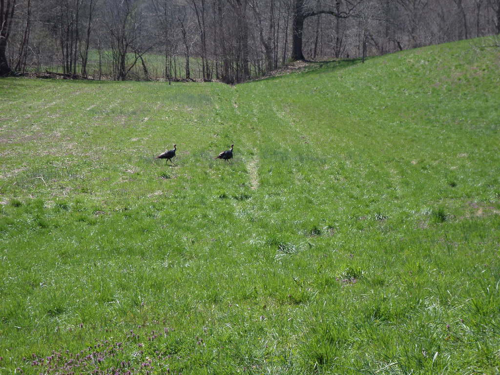 80-acres Lower Rinehart Road Dandridge, TN 37725 - Photo 3 of 21 SAM_0128