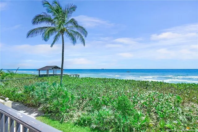 a view of a yard with a palm tree