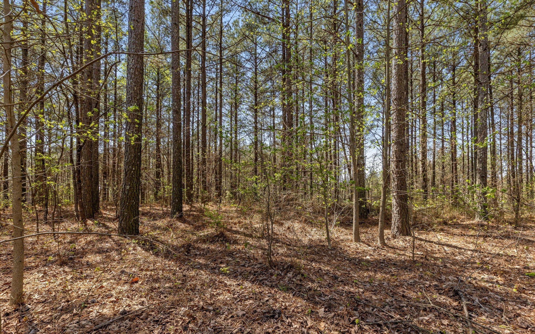 2225 High Ground Road Guild, TN 37340 - Photo 11 of 23 a view of outdoor space with lots of trees
