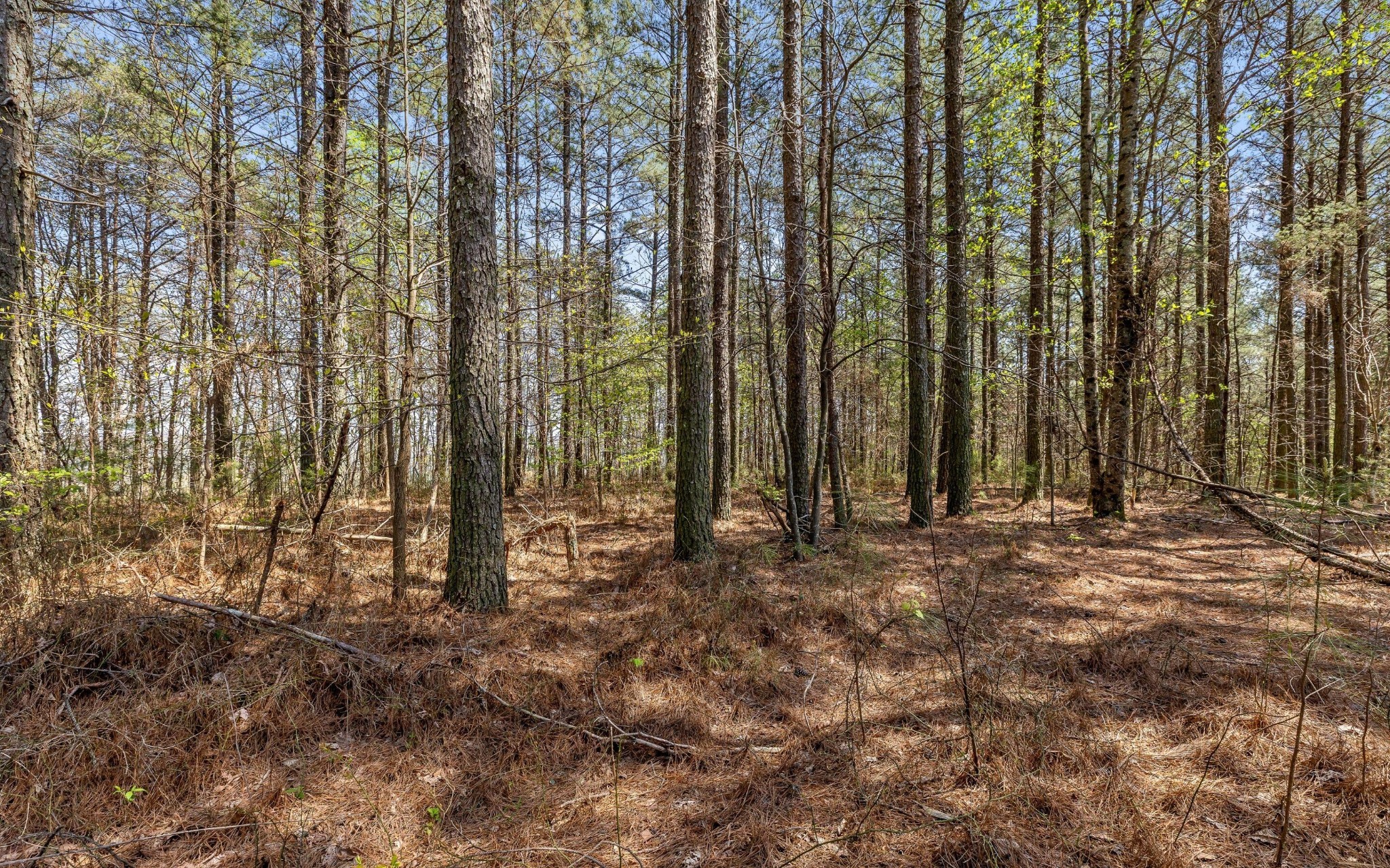 2225 High Ground Road Guild, TN 37340 - Photo 10 of 23 a view of outdoor space with lots of trees