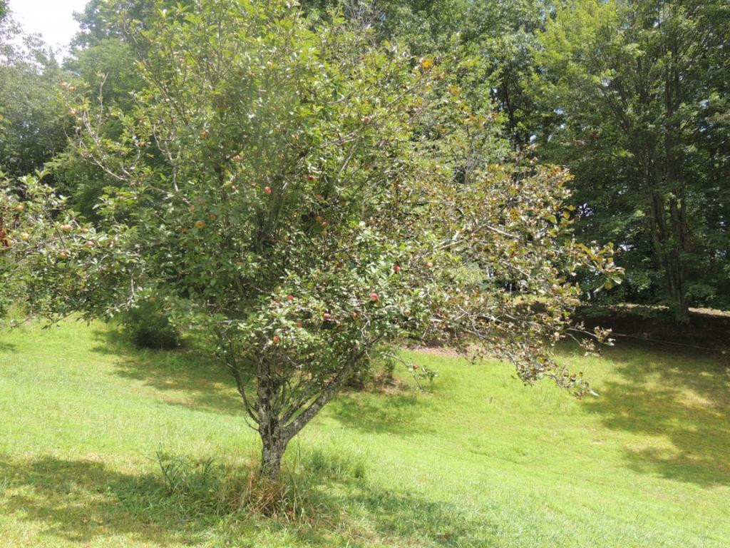 377 Clawson Road Jonesville, VA 24263 - Photo 11 of 26 Apple tree