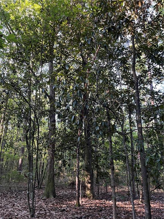 0 Aunt Margies Road Greensburg, LA 70441 - Photo 3 of 15