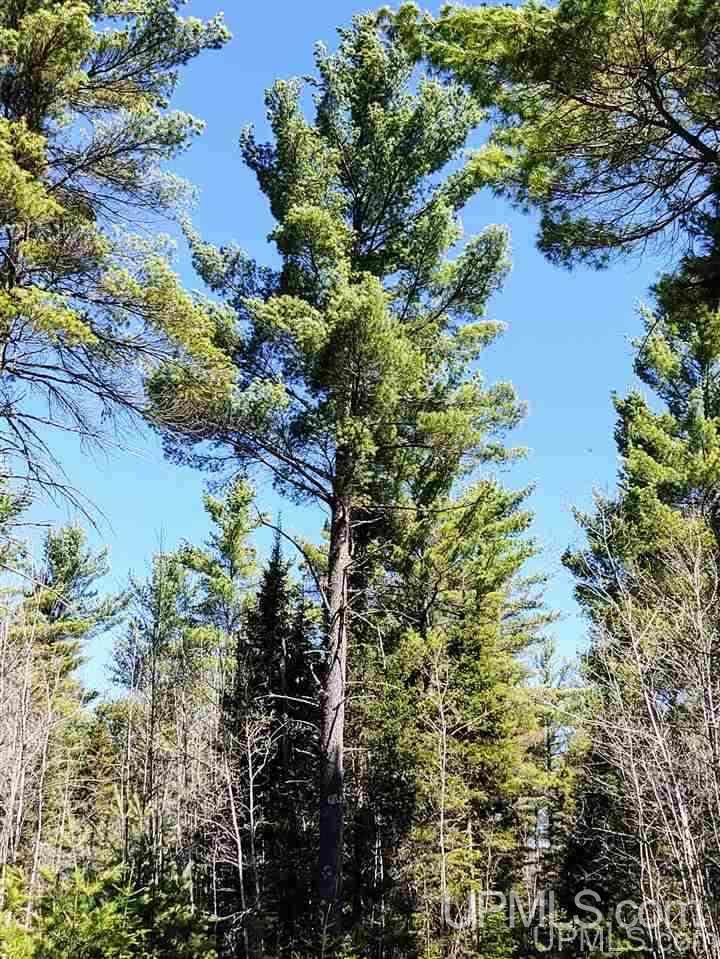 Tbd Forest Hwy 16 Road Iron River, MI 49935 - Photo 43 of 49