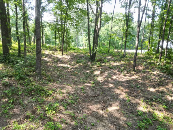 a big yard with lots of green space and trees