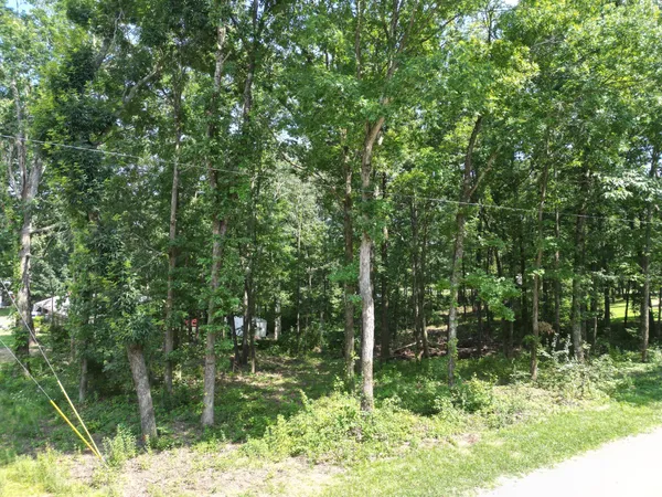 a view of forest