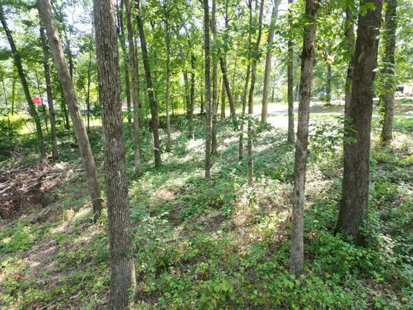a view of forest