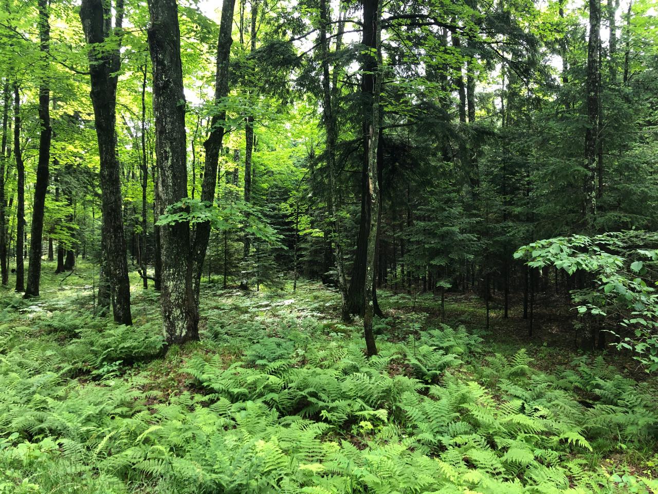 Lot #1 Columbus Lake Road, Unit ON Eagle River, WI 54521 - Photo 4 of 27 Gallery Image 4
