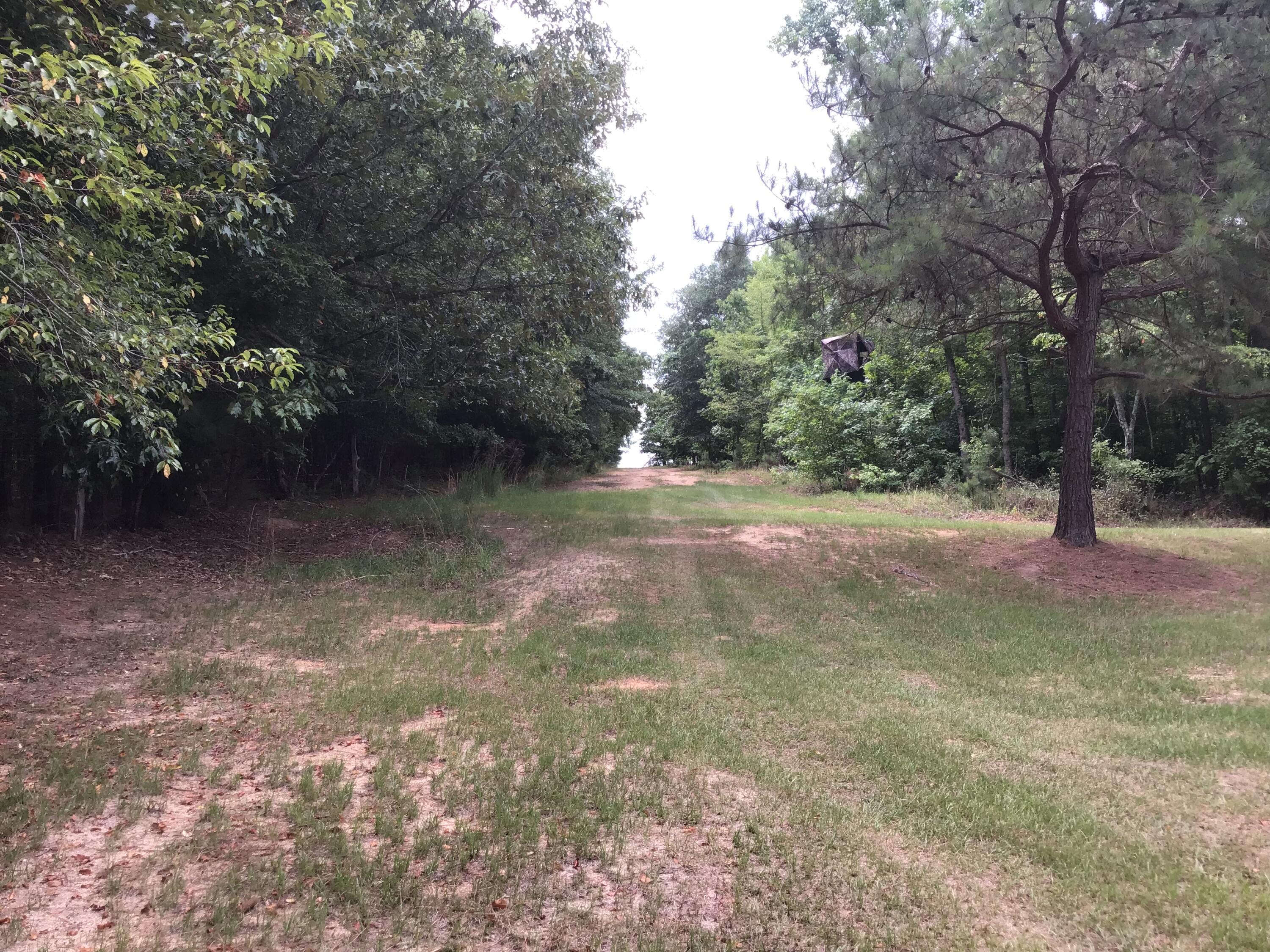 47 Peele Road Salley, SC 29137 - Photo 52 of 95
