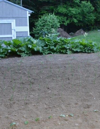 94 Oak Hill Road Wales, ME 04280 - Photo 23 of 30 Time to make some rhubarb pie.....