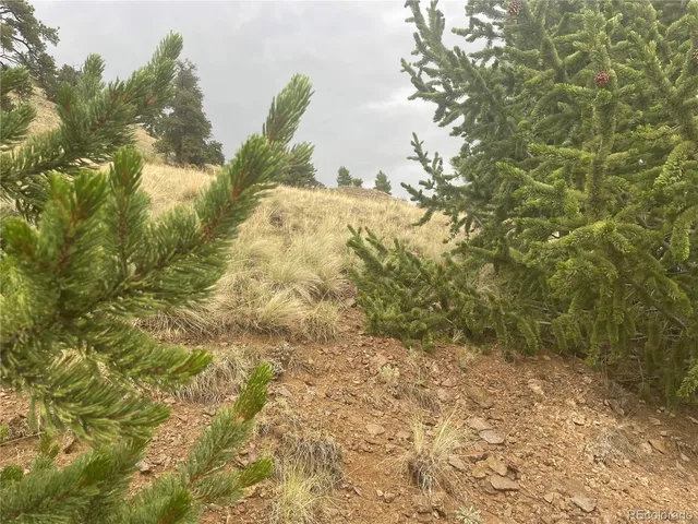 a view of a yard with trees
