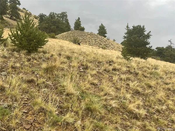 a view of a dry yard with trees