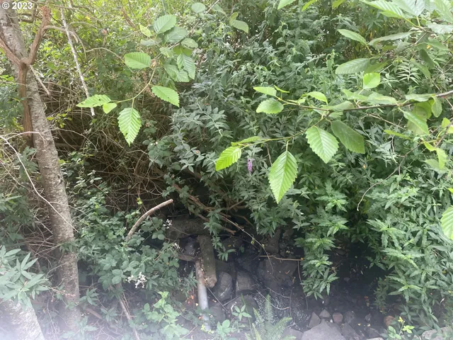 a backyard of a house with lots of trees