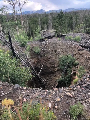 a view of a forest filled with trees