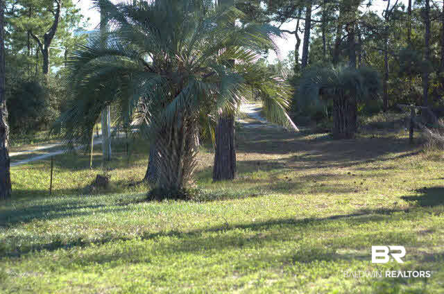 8599 West Fort Morgan Road West Gulf Shores, AL 36542 - Photo 4 of 17 large palms, view is facing Fort Morgan